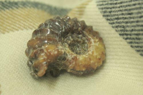 ฟอสซิลนอติลุส (Fossil Nautilus)