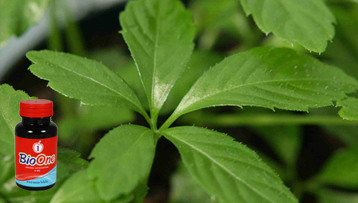 BioOne สาหร่ายแดง ไบโอวัน สุดยอดสาหร่ายแดงผสมตังถั่งเช่า