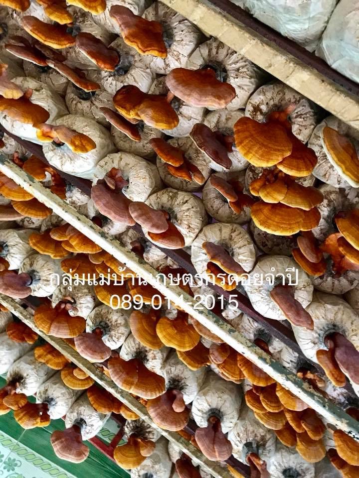 (หมด)ก้อนเห็ดหลินจือแดง