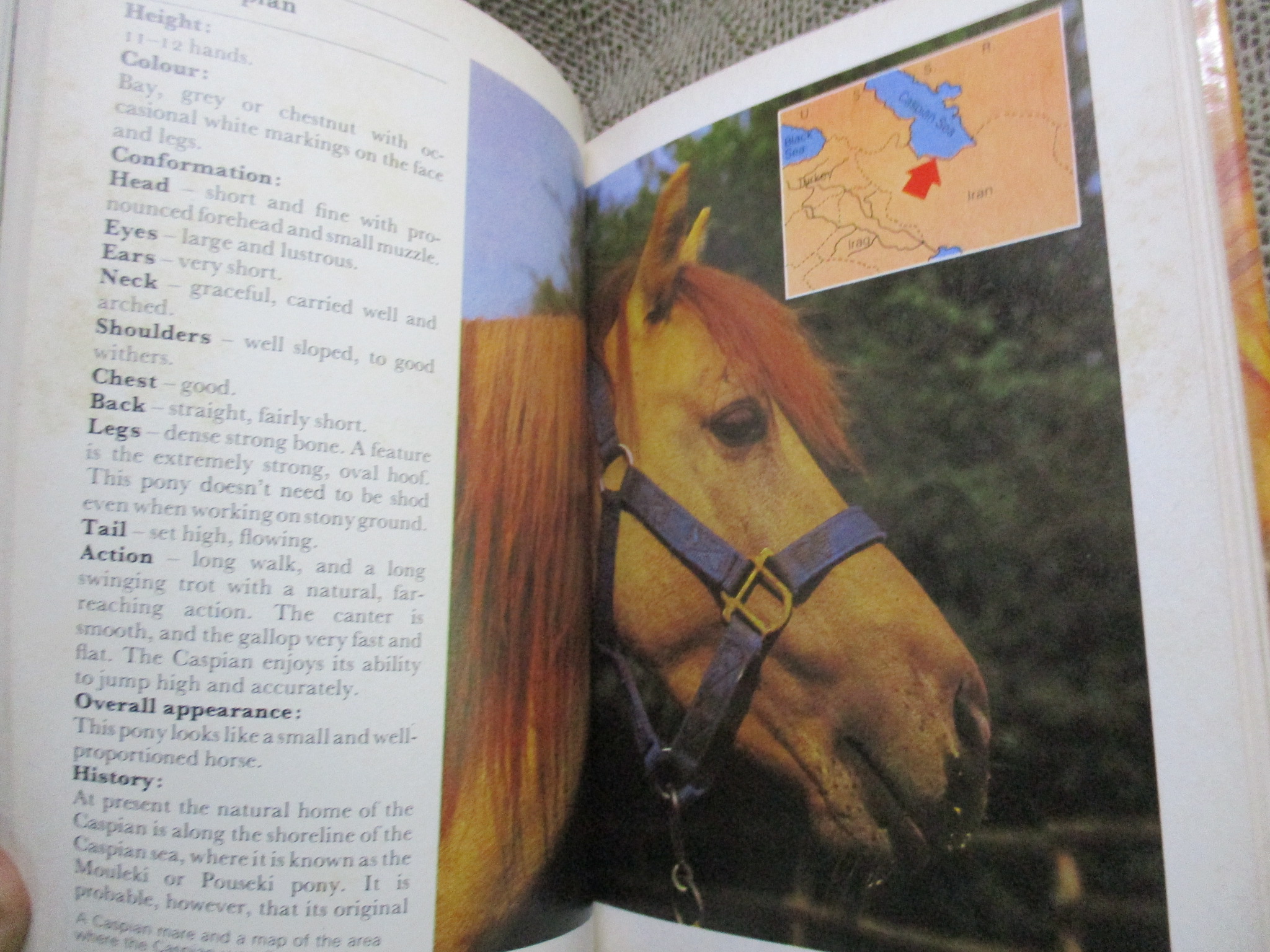 The Young Riders Handbook by Angela Sayer (Hardcover) / HAMLYN