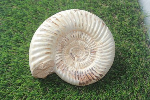 ฟอสซิลแอมโมไนต์กระดองแข็ง ( Perisphinetes Ammonite )