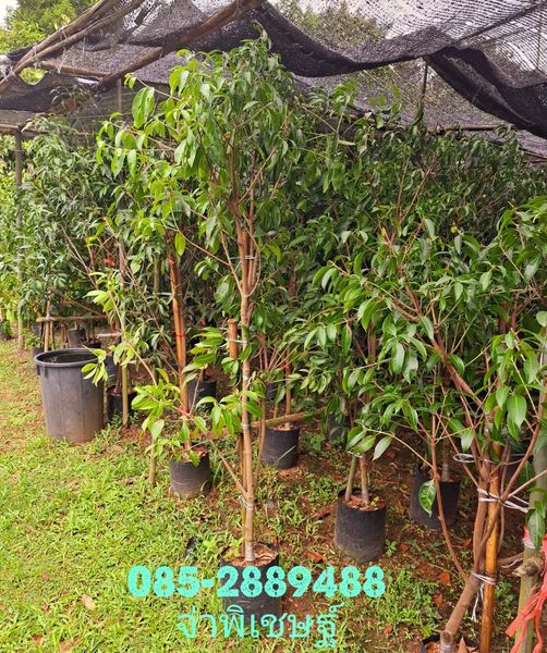 มะยงชิด (ทาบกิ่ง)