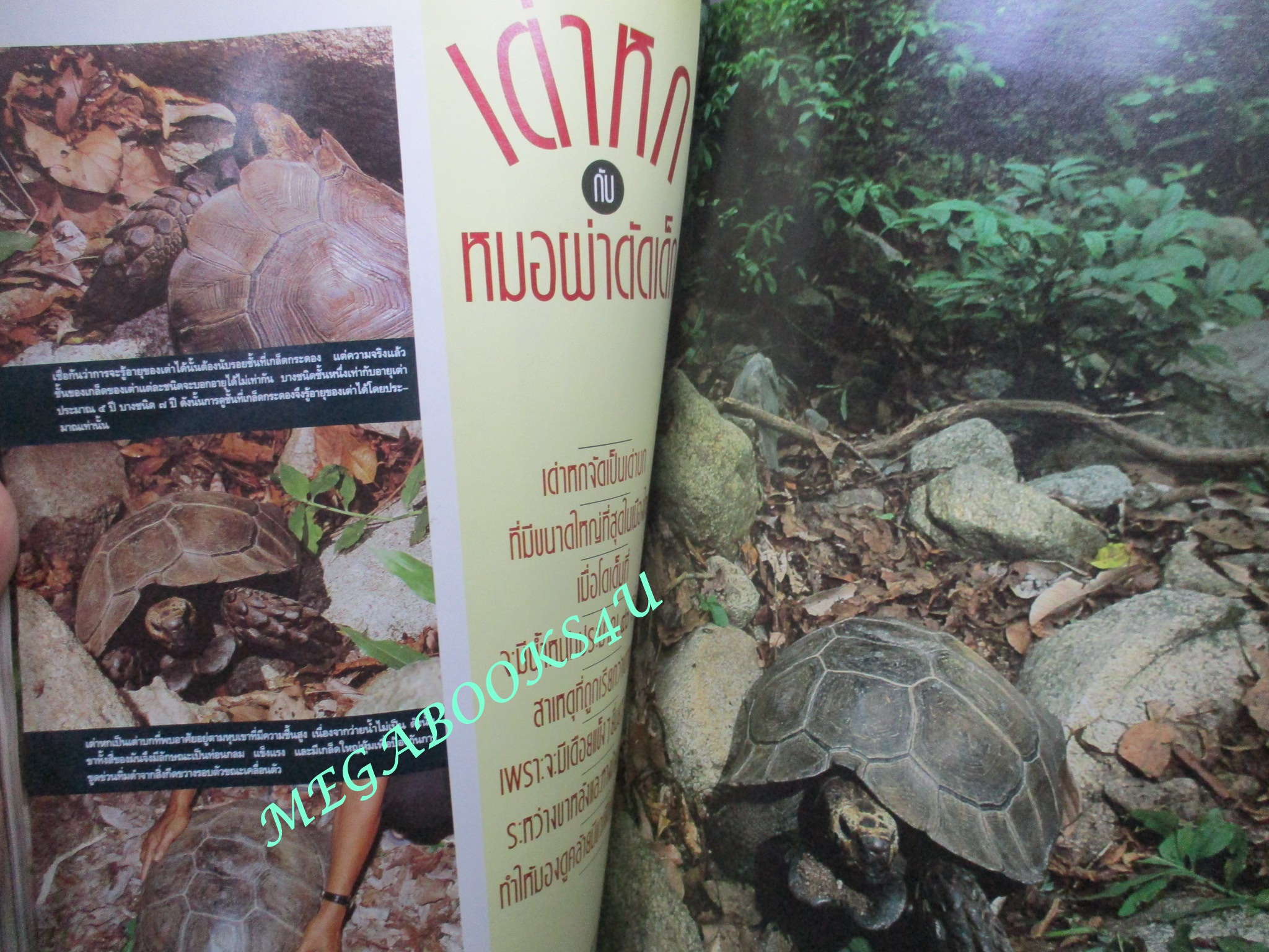 นิตยสารสารคดี ฉบับที่080 ปีที่07 ต.ค. 2534, ลิเก,ผีตองเหลือง,เต่าหก,เที่ยวอ่างทอง, ตำหนิ ตัวหนังสือแบะออก ซ่อมโดยการติดกาว อ่านได้ตามปกติ