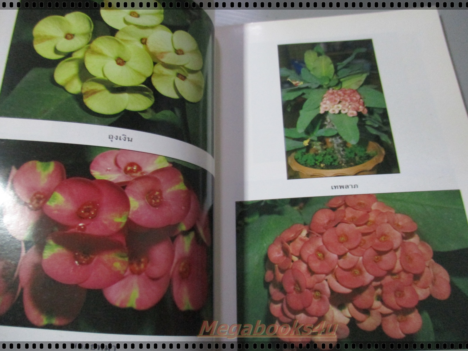 เพาะเลี้ยงปลูก โป๊ยเซียน โดย วิชัย คูสกุล