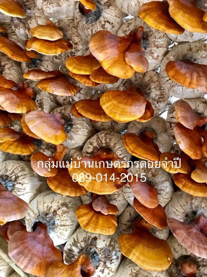 (หมด)ก้อนเห็ดหลินจือแดง