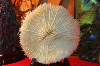 ปะการังดอกเห็ด ( Mushroom coral )