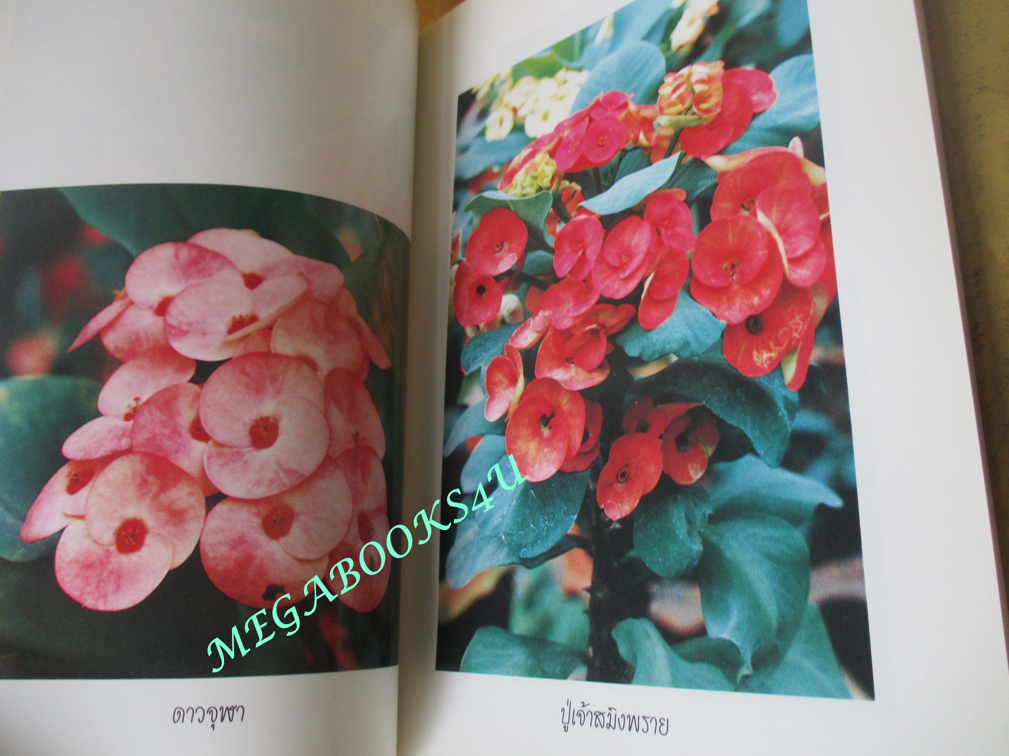 โป๊ยเซียน ไม้ยอดนิยม / วิชัย คูสกุล (มือสอง) (สภาพ85-95%)