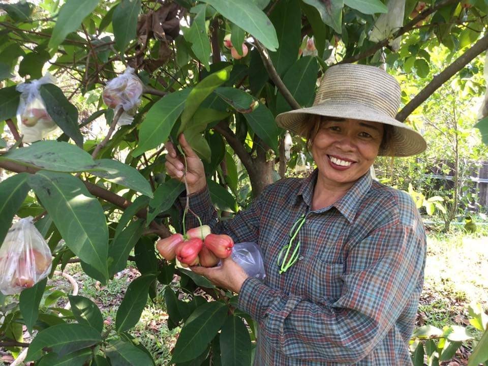 ต้นชมพู่ทับทิมจันทร์ 2 นิ้ว