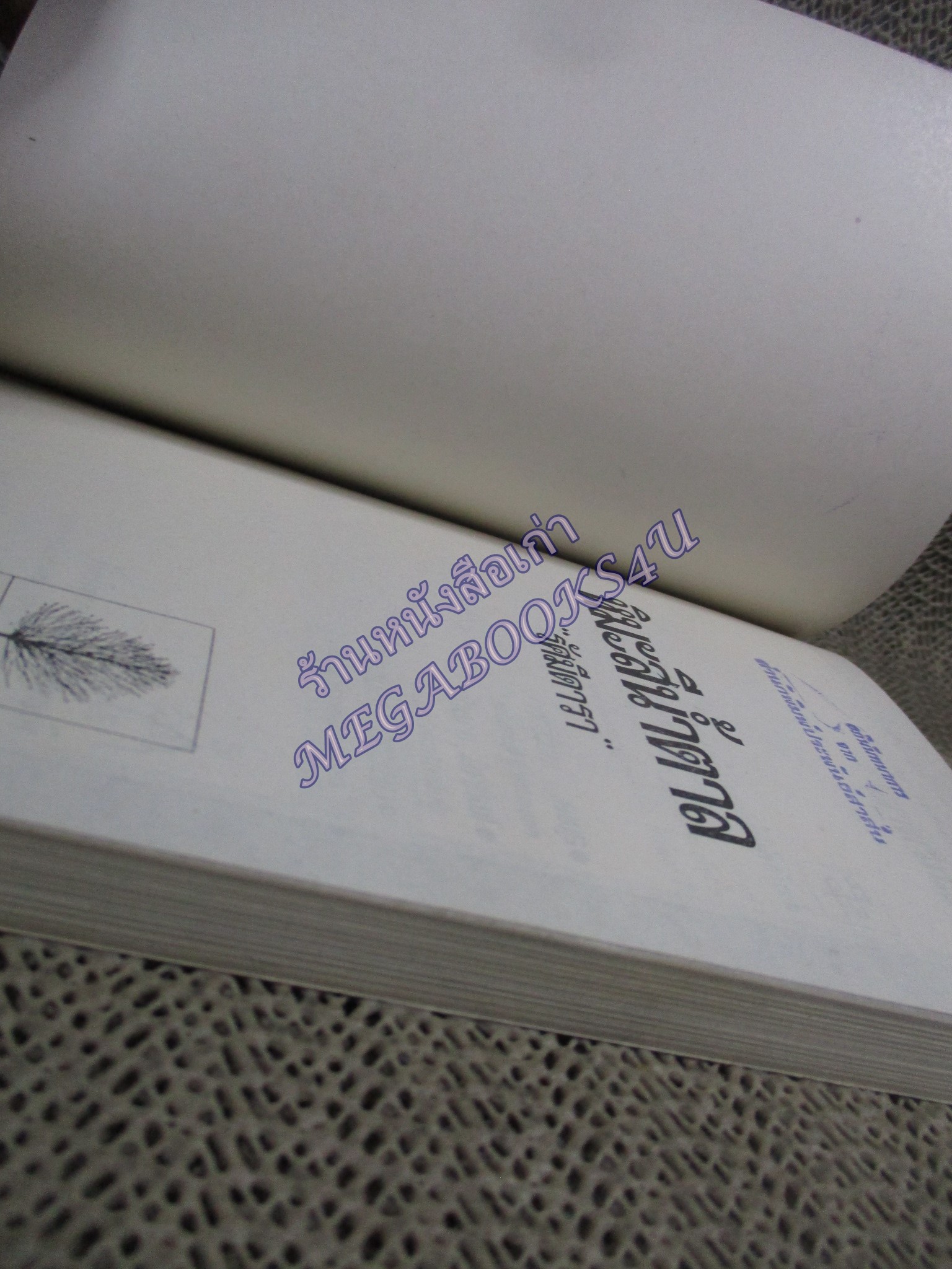 หิมะสีน้ำตาล / รัศมีดารา