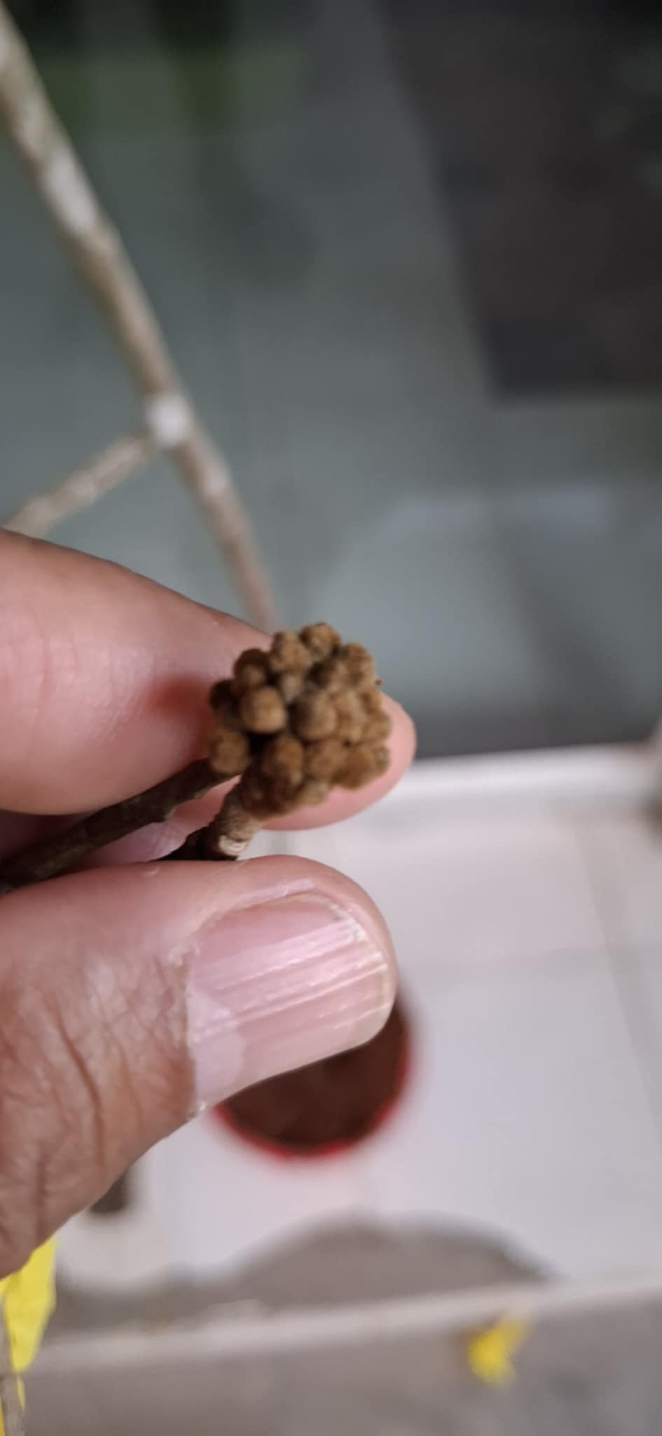 ต้นเหลืองอินเดีย