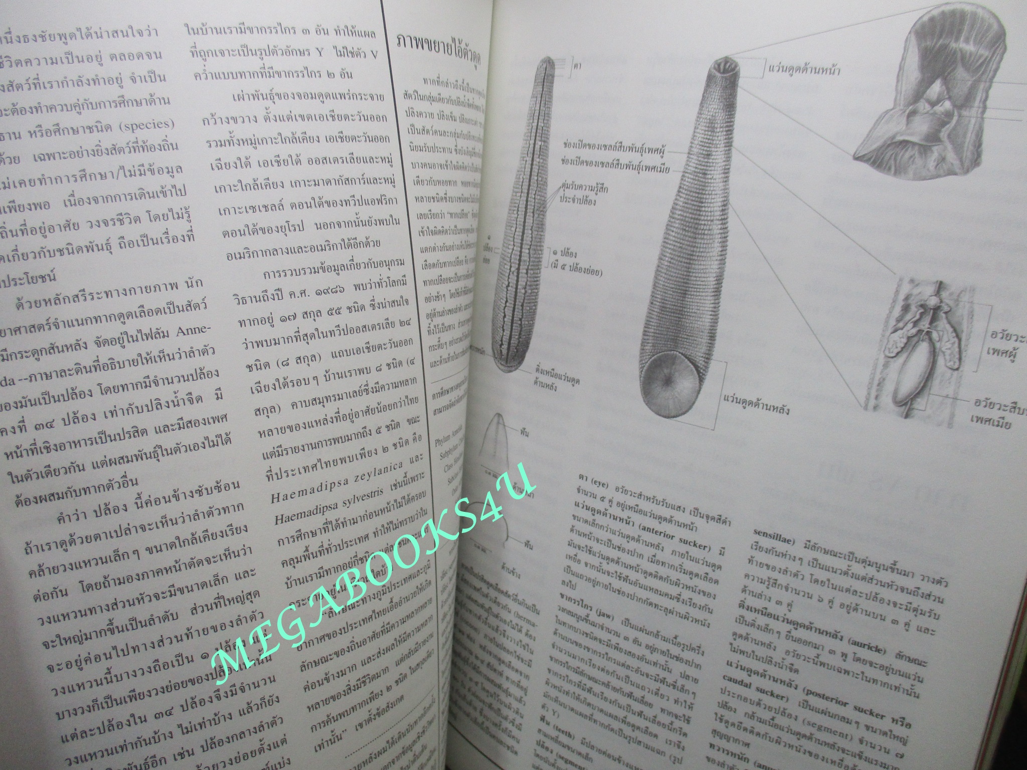 นิตยสารสารคดี ฉบับที่221 ปีที่19 ก.ค.2546,มอเตอร์ไซค์,ป่าสันทรายชายหาด,ทาก,จิตรกรรมฝาผนัง,