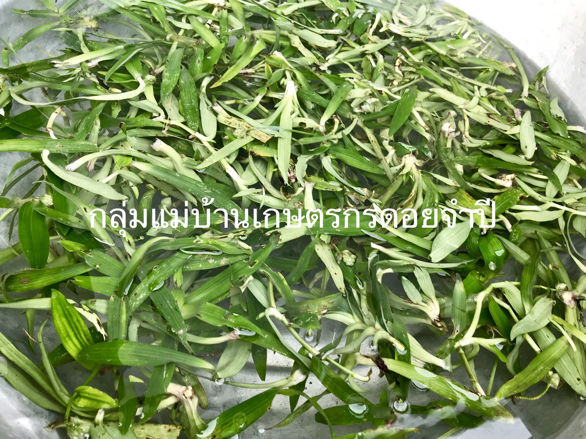 หญ้าปักกิ่ง แบบซองชง (12 ซอง)