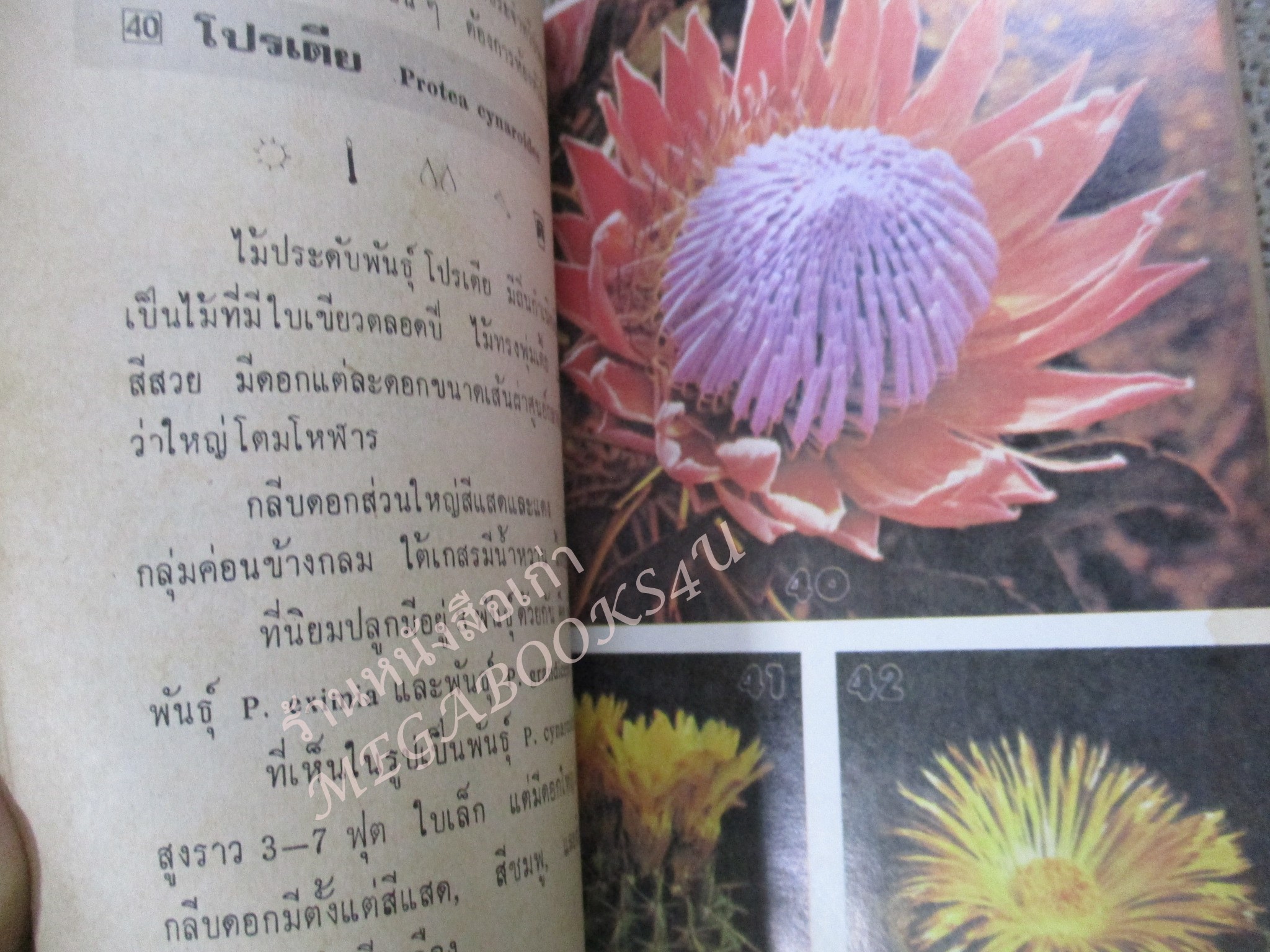 พันธ์ไม้ในบ้าน+พันธ์ไม้รอบบ้าน รวม4เล่ม