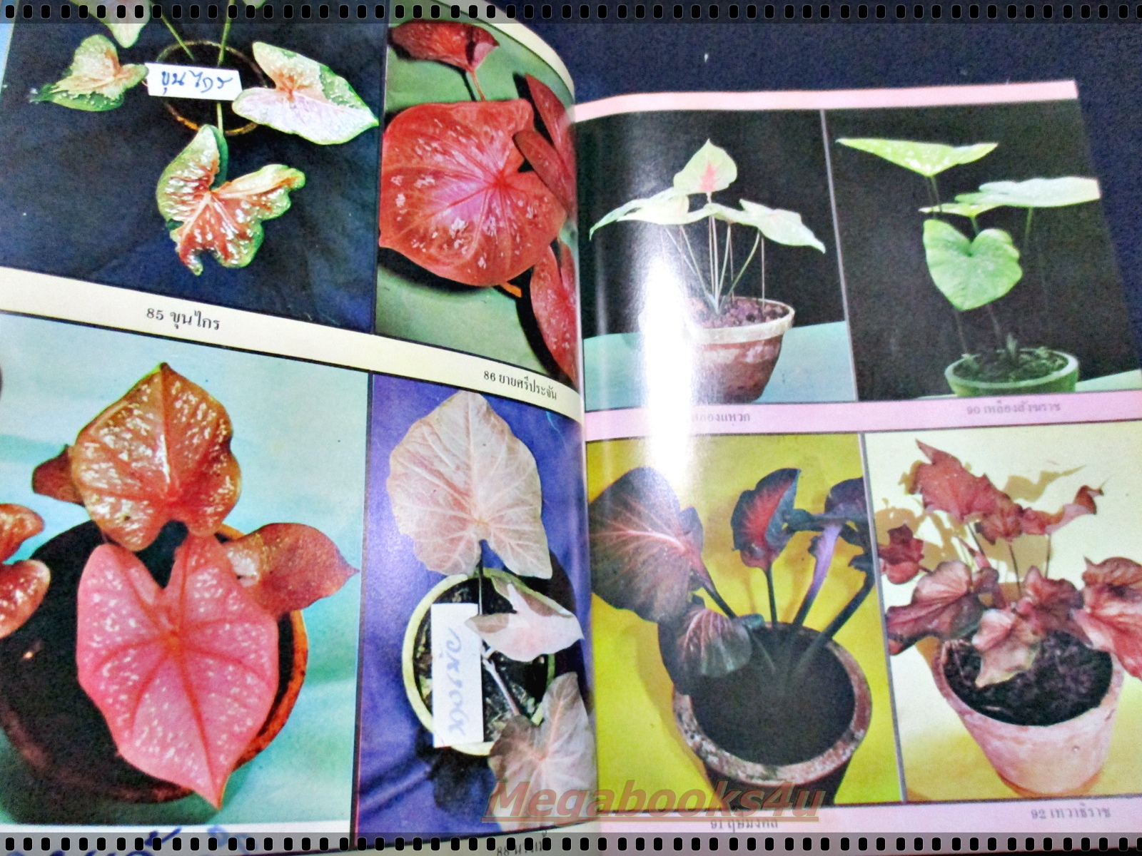 คู่มือบอนสี-ว่าน-โกสน ฉบับรวมเล่ม โดยมานพ ลิ้มจรูญ