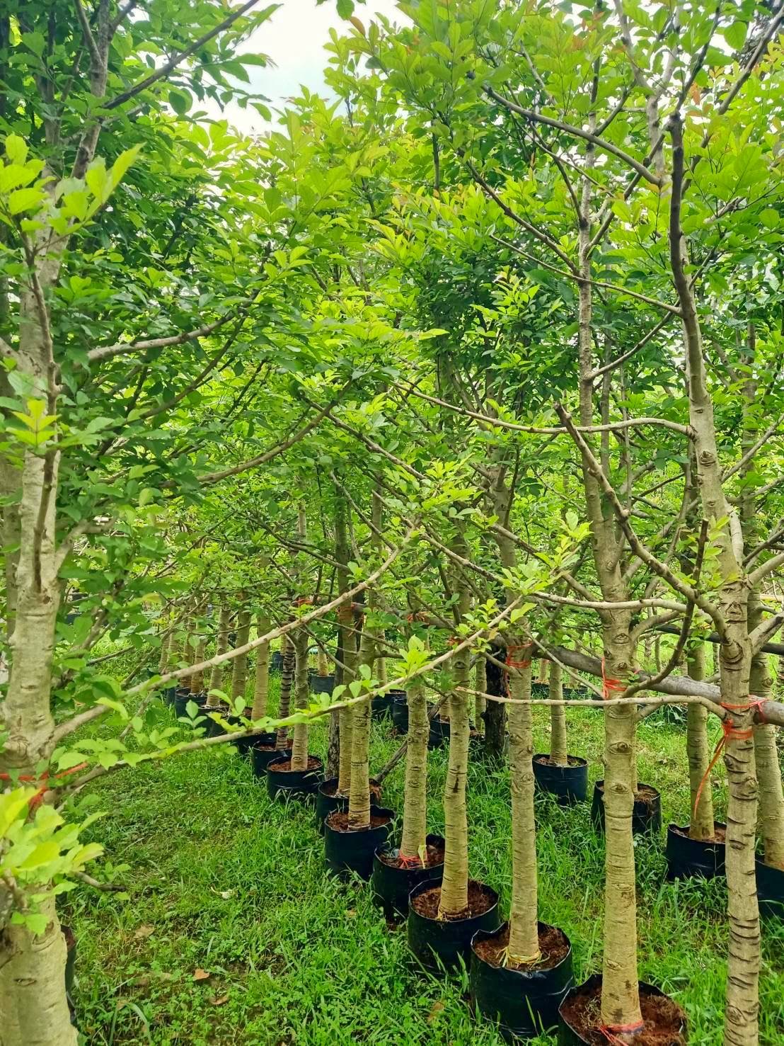 แคนา ขนาดลำต้น 3 นิ้ว