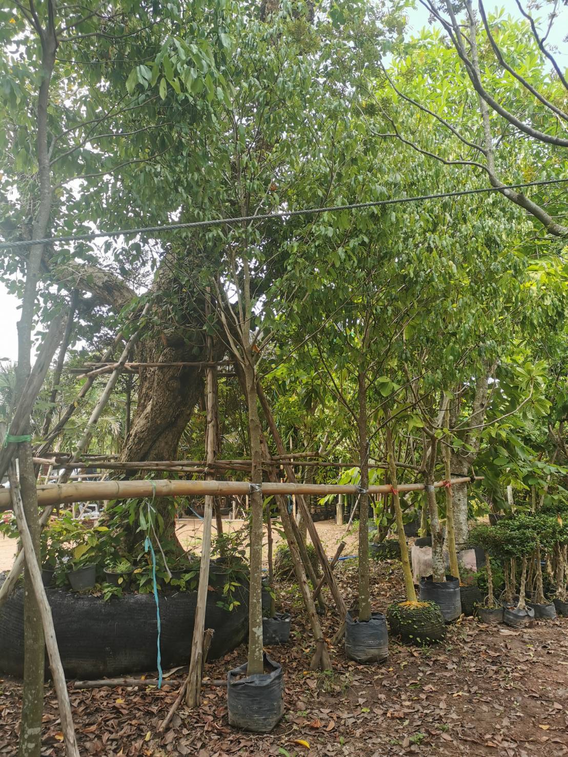 ต้นอิน-จัน ไม้หายาก