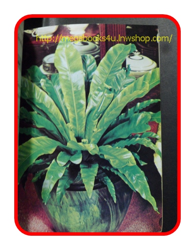 หนังสือการปลูกไม้ดอก ไม้ประดับ, เสน่ห์ไม้เฟิร์น,