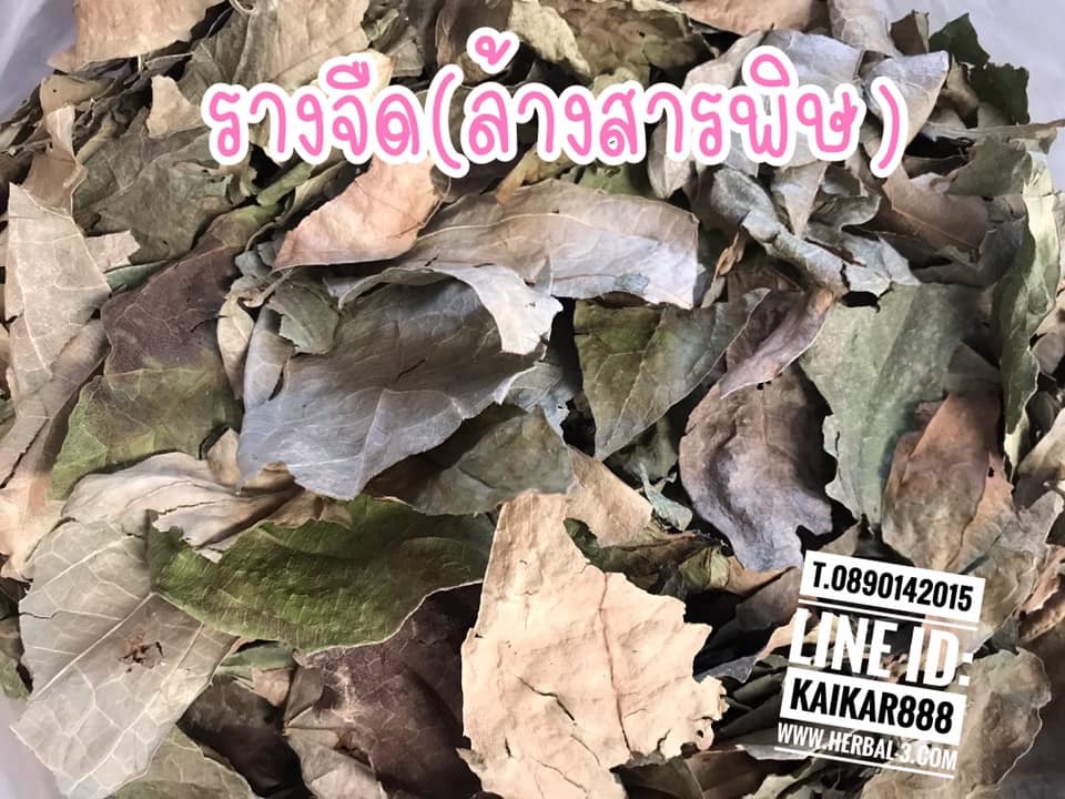 ชารางจืด (ใบอบแห้ง กิโล)
