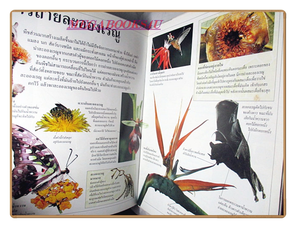 หนังสือมือสอง หนังสือเด็กรักลูก ห้องสมุดแสนสนุก เรื่อง เรื่องของพืช