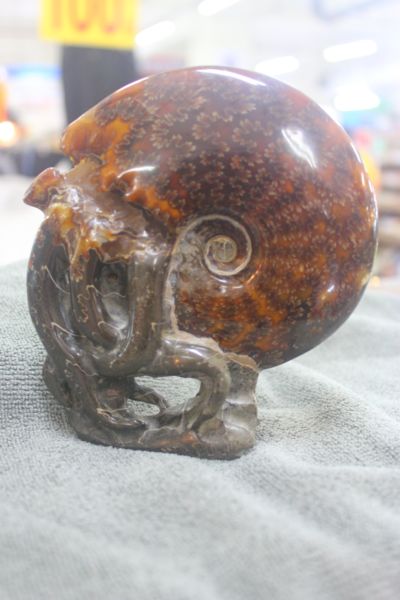 ฟอสซิลหอยทะเลแอมโมไนต์ (Ammonite)ลายใบไม้