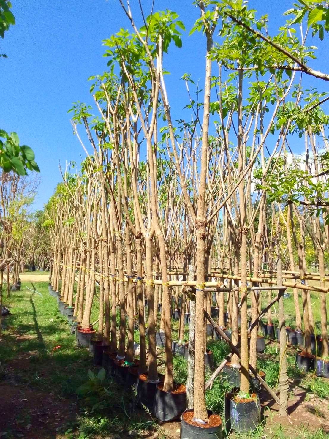 ต้นชมพูพันทิพย์ ขนาดลำต้น 3 นิ้ว