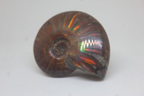 ฟอลซิลแอมโมไนต์ประกายรุ้ง ( Rainbow Ammonite )