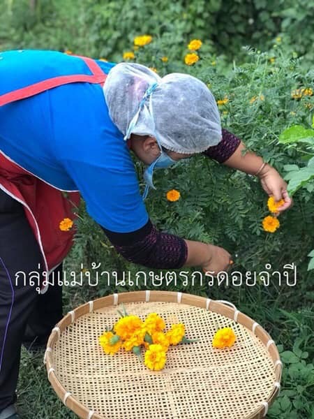 กลีบดอกดาวเรือง (กิโล)