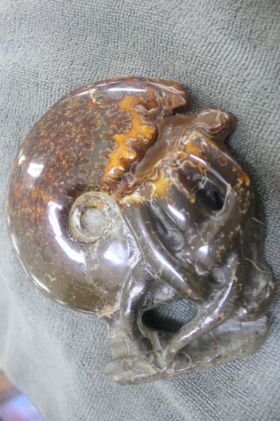 ฟอสซิลหอยทะเลแอมโมไนต์ (Ammonite)ลายใบไม้