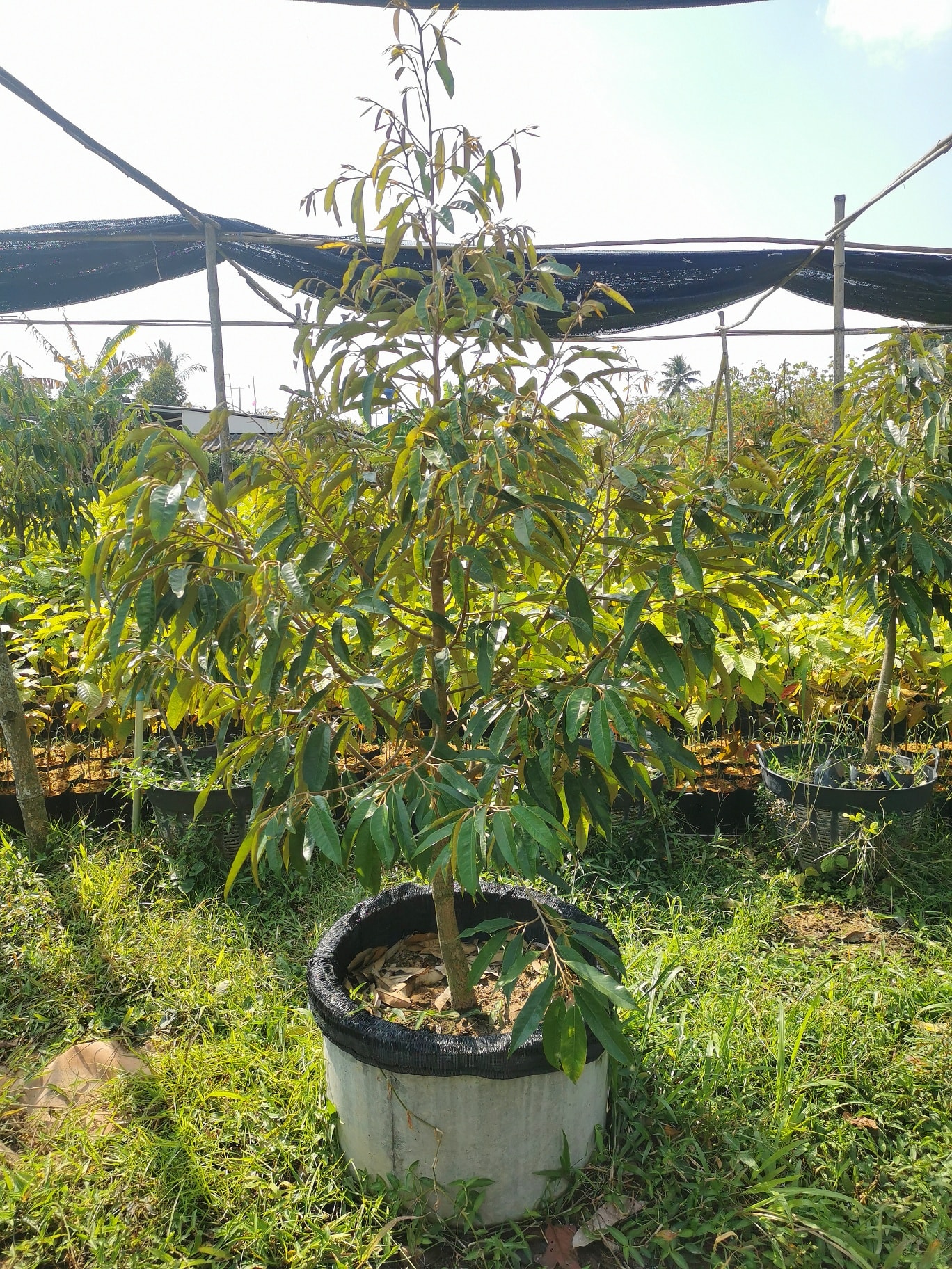 ทุเรียนหมอนทอง (ปราจีนบุรี)