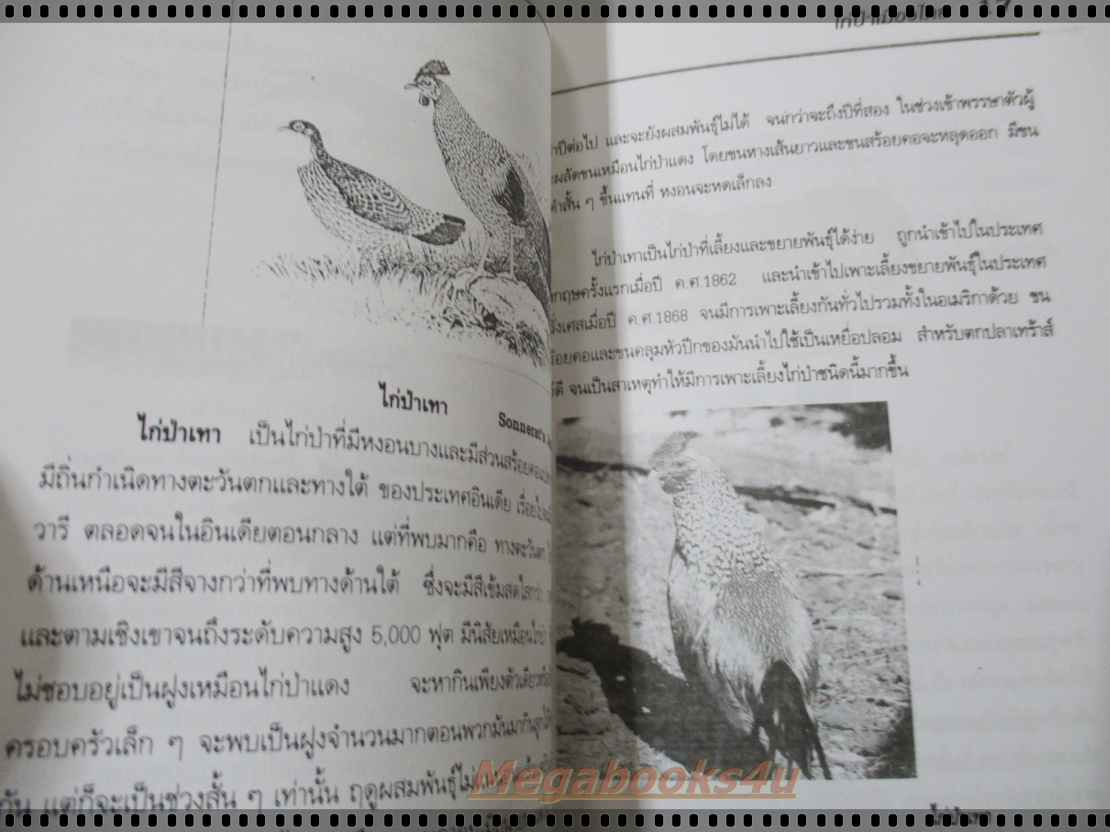 ไก่ป่าเมืองไทย โดย ธงชัย สาระกูล