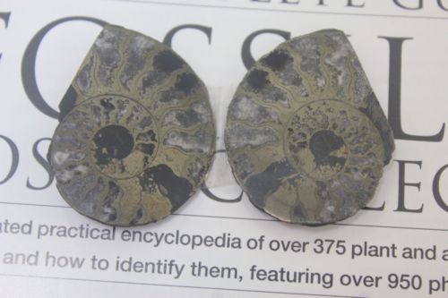 แอมโมไนต์ไพไรต์ ( Pyrite Ammonite )