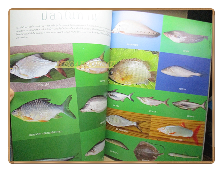 นิตยสารสารคดี ฉบับที่258 ปีที่22 2549 ภูฏาน ป่าทาม วิกรม กรมดิษฐ์ สภาพดี