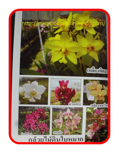 PA1405;กล้วยไม้ดิน, สภาพดี แข็งแรง สวย