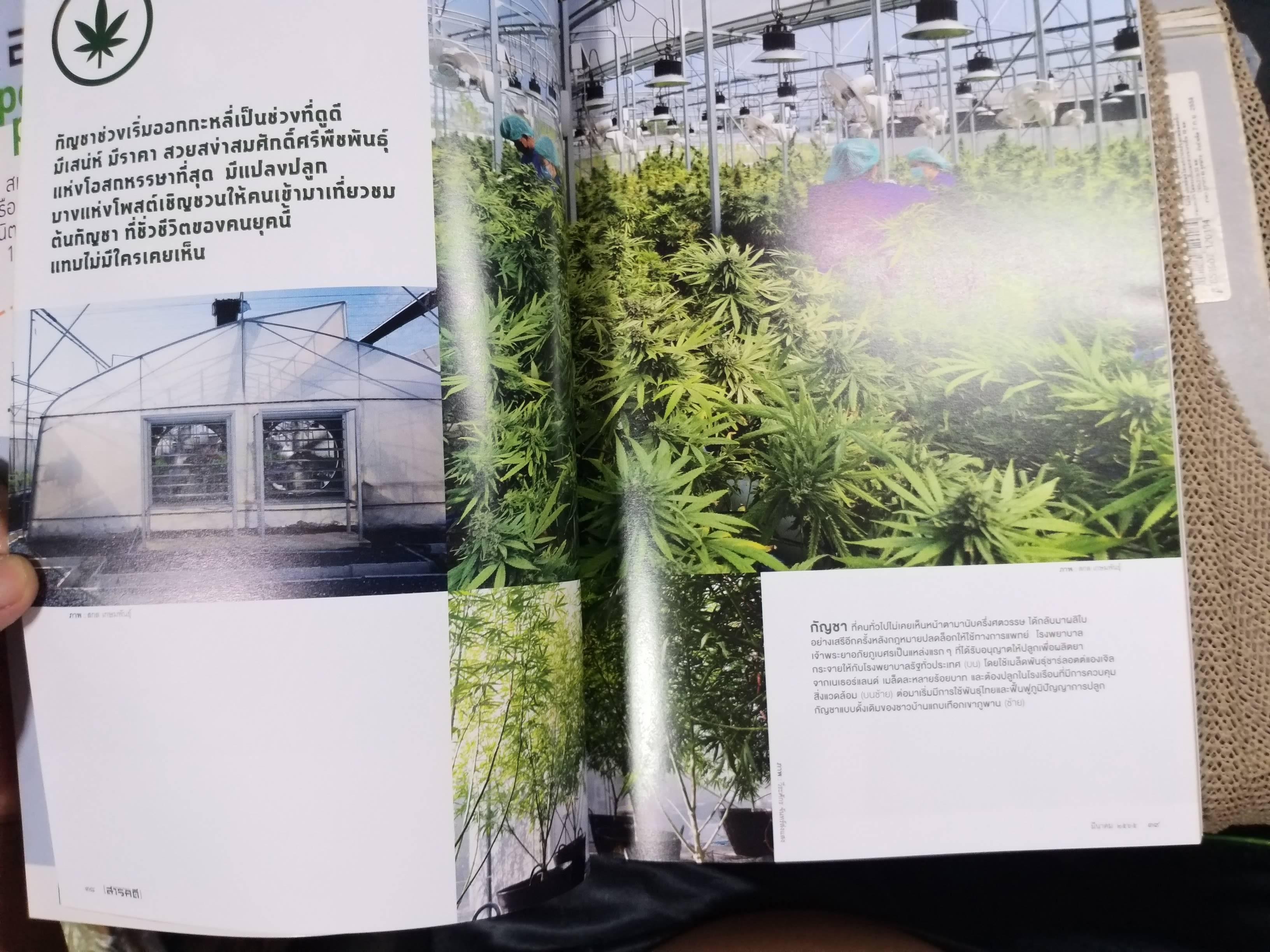 นิตยสารสารคดี ฉบับที่444 ปี2565 กระท่อม กัญชา / พันธ์กระท่อม กัญชา