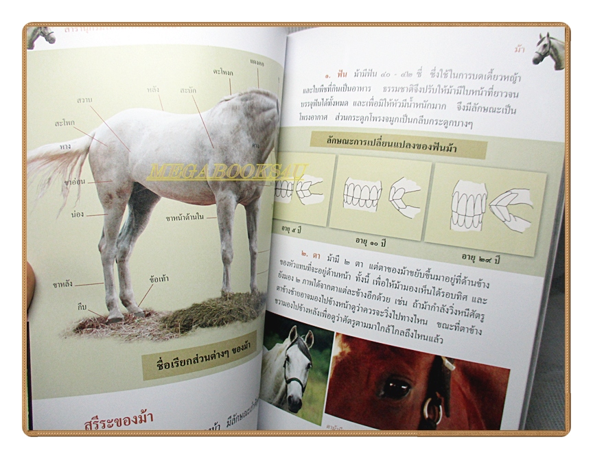 สารานุกรมไทยสำหรับเยาวชนฉบับเสริมการเรียนรู้ เล่ม12 โดยพระราชประสงค์ในพระบาทสมเด็จพระเจ้าอยู่หัว