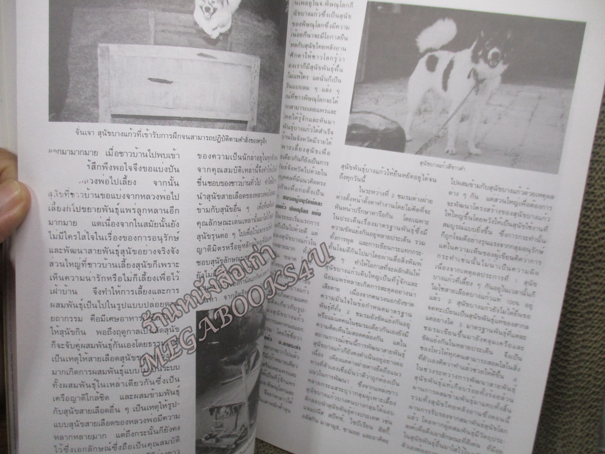 นิตยสาร ธรรมชาติและสัตว์เลี้ยง ฉบับที่071 ปี2539 ปก สุนัขบางแก้ว