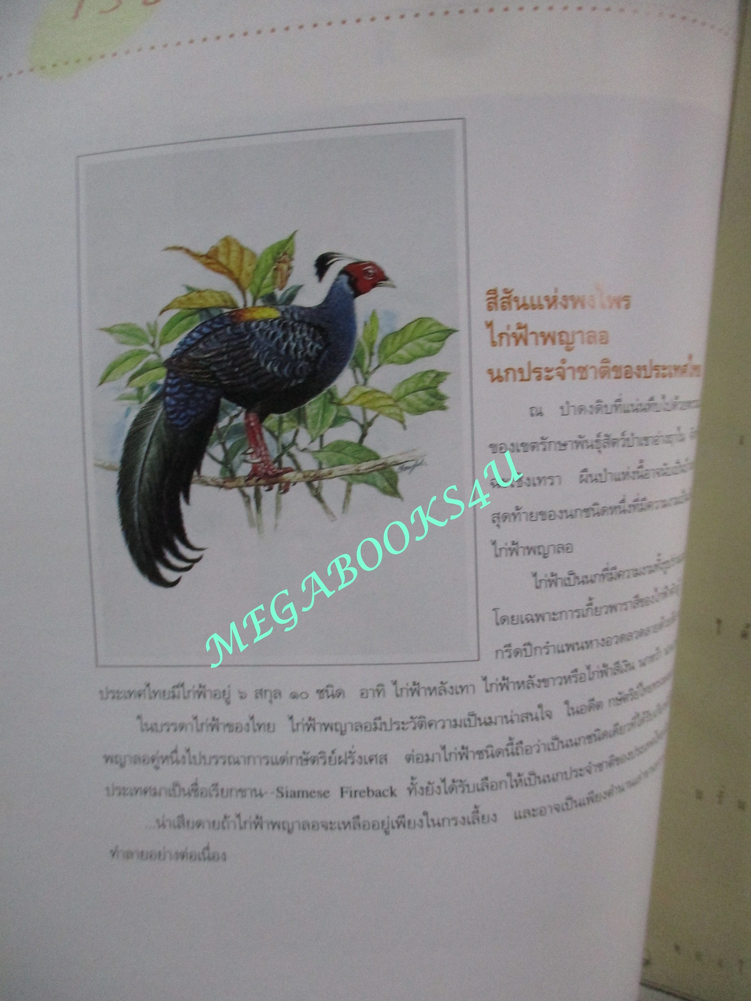นิตยสารสารคดี ฉบับที่094 ปี2535;ไก่ฟ้าพญาลอ,เที่ยวทุ่งลงข้าว,60ปีสวนโมกข์,เที่ยวเชียงใหม่