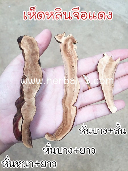 ขนาดเห็ดหลินจือแดง