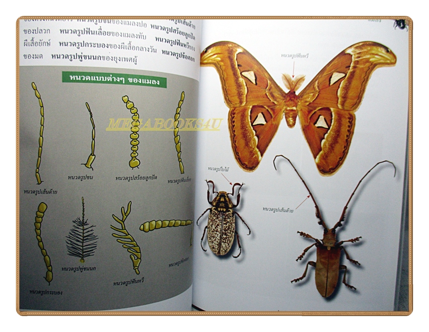 สารานุกรมไทยสำหรับเยาวชนฉบับเสริมการเรียนรู้ เล่ม17 โดยพระราชประสงค์ในพระบาทสมเด็จพระเจ้าอยู่หัว