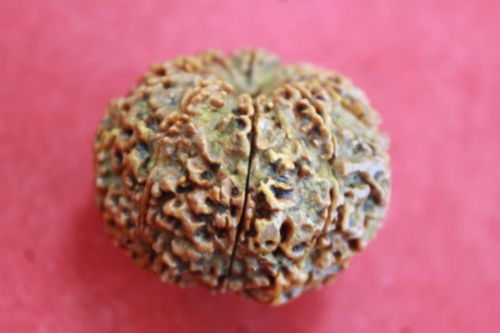 เมล็ดรุทรักษะ 10 หน้า ( น้ำตาพระศิวะ )