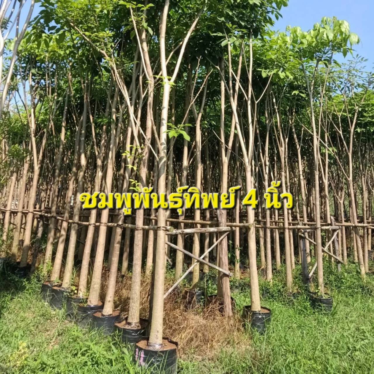 ต้นชมพูพันทิพย์ ขนาดลำต้น 3 นิ้ว