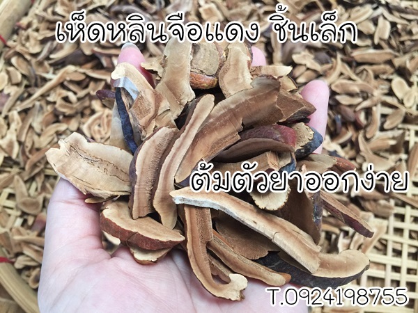 ขนาดเห็ดหลินจือแดง