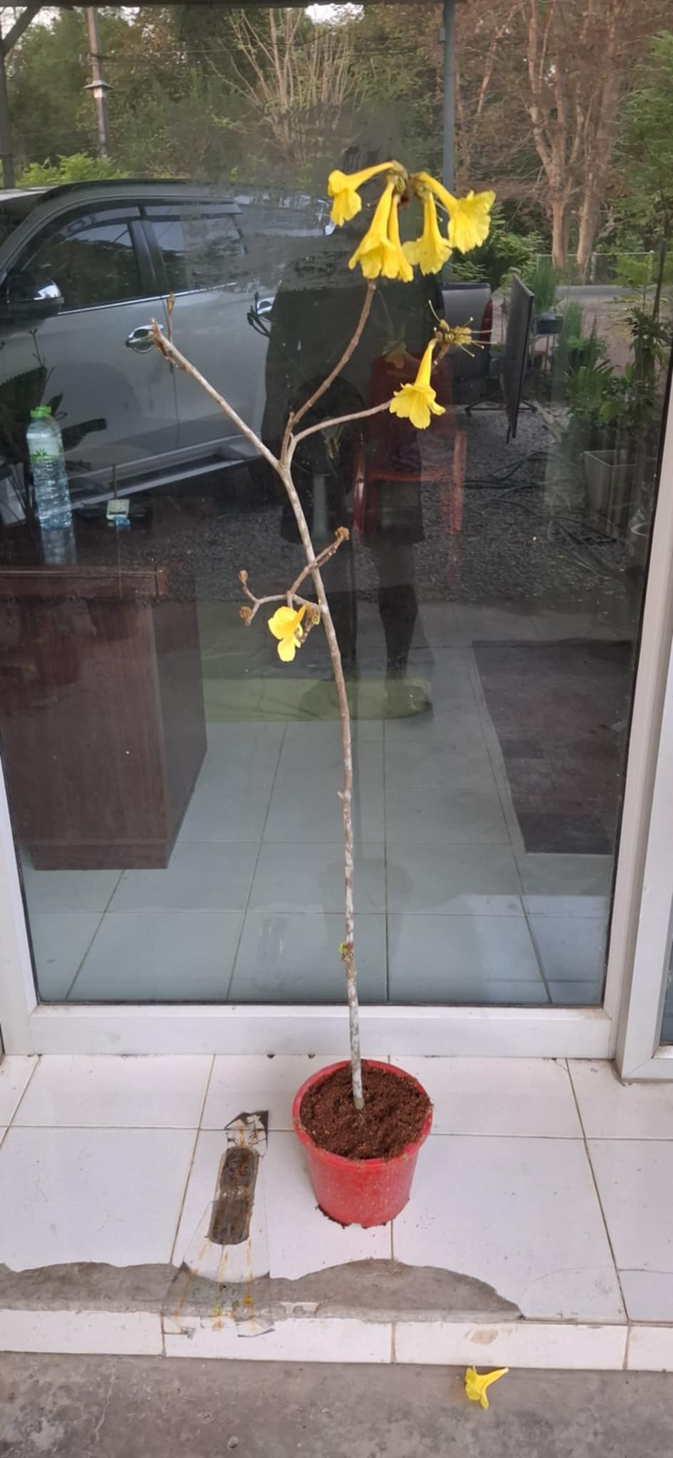 ต้นเหลืองอินเดีย