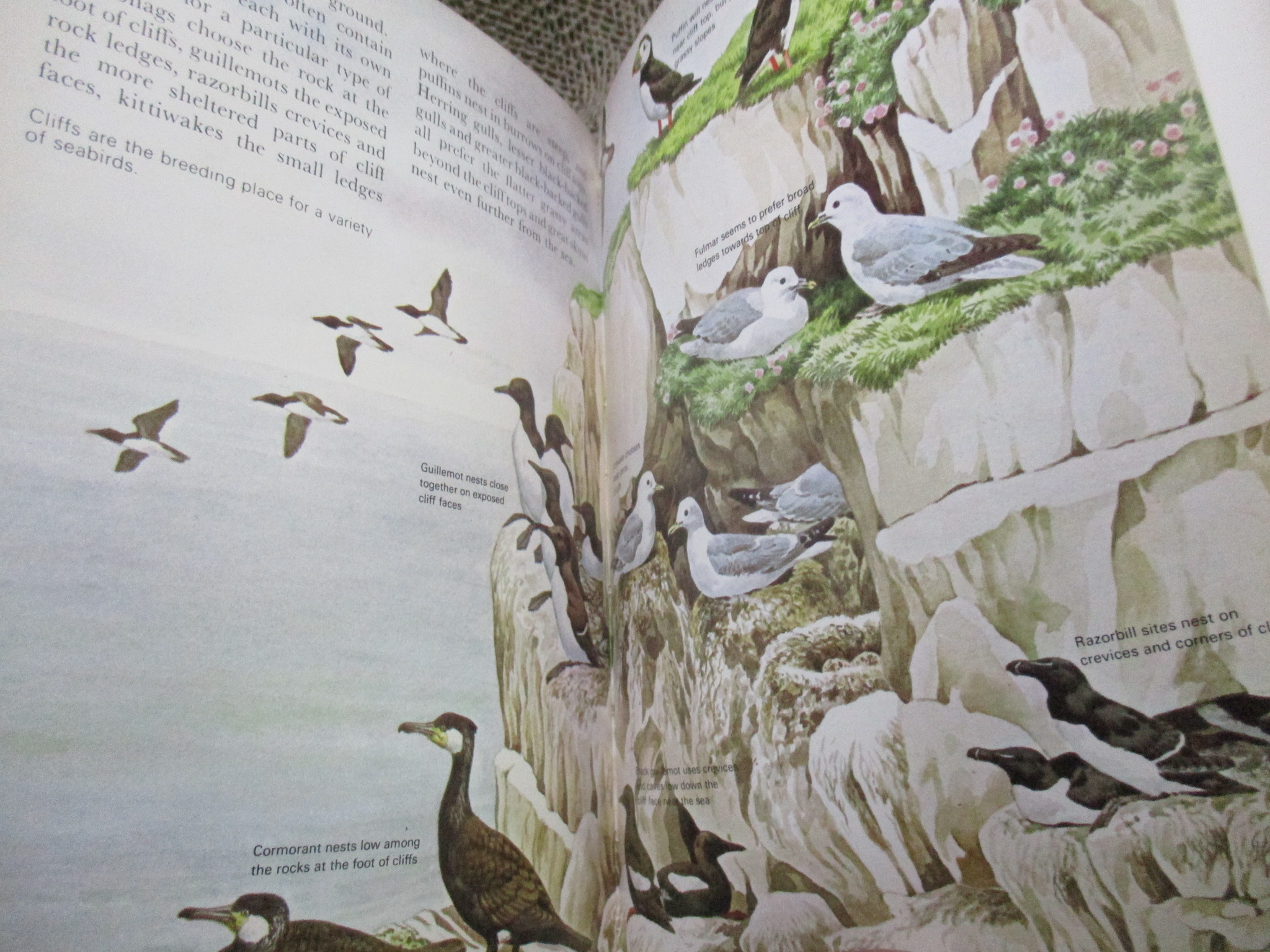 The Young Birdwatcher by Nicholas Hammond (Hardcover) / HAMLYN