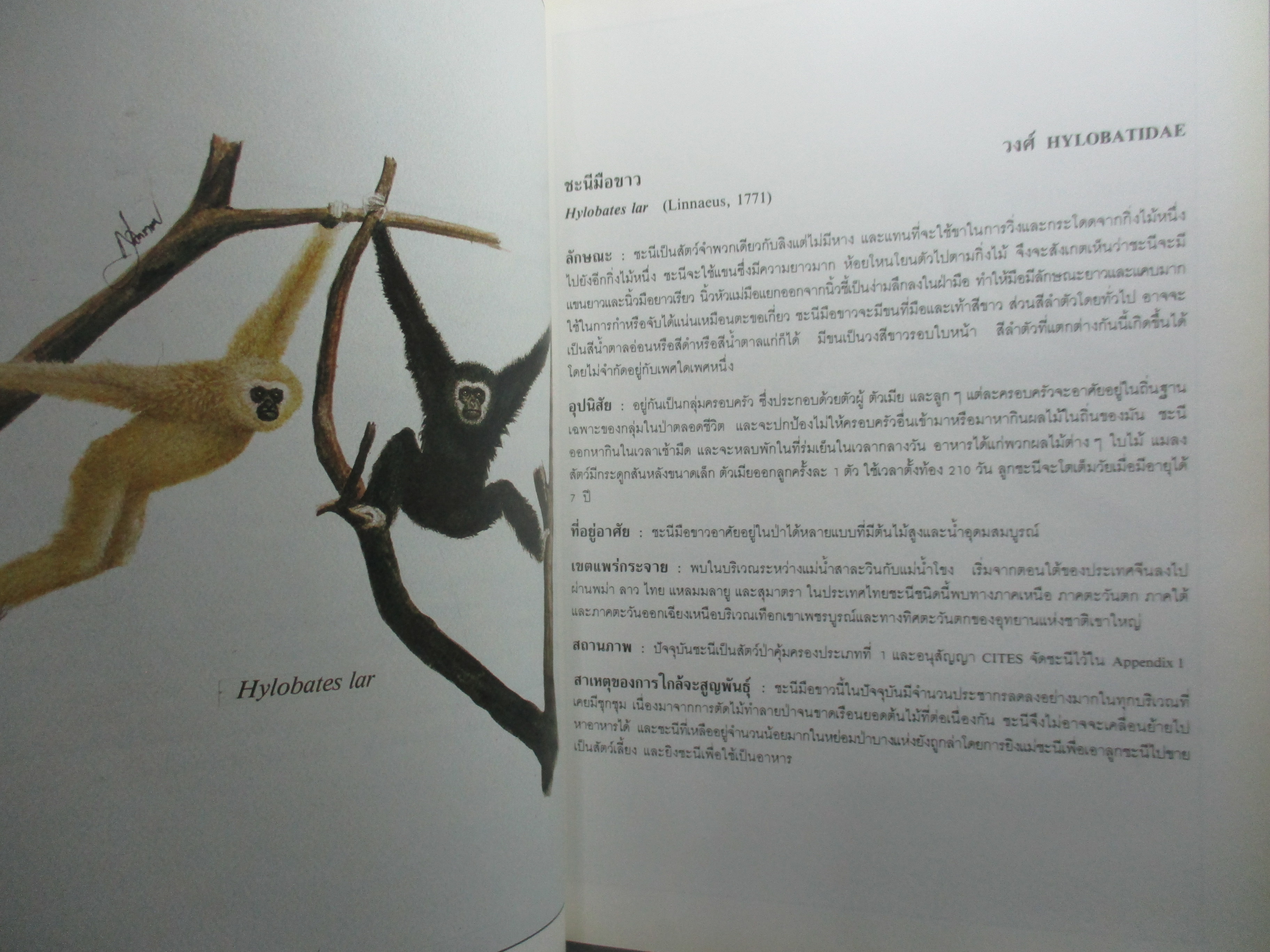 หนังสือภาพสี พืชและสัตว์ที่ใกล้จะสูญพันธุ์ในประเทศไทย โดย สถาบันวิจัยวิทยาศาสตร์และเทคโนโลยีแห่งประเทศไทย (มือสอง) (สภาพ85-95%)