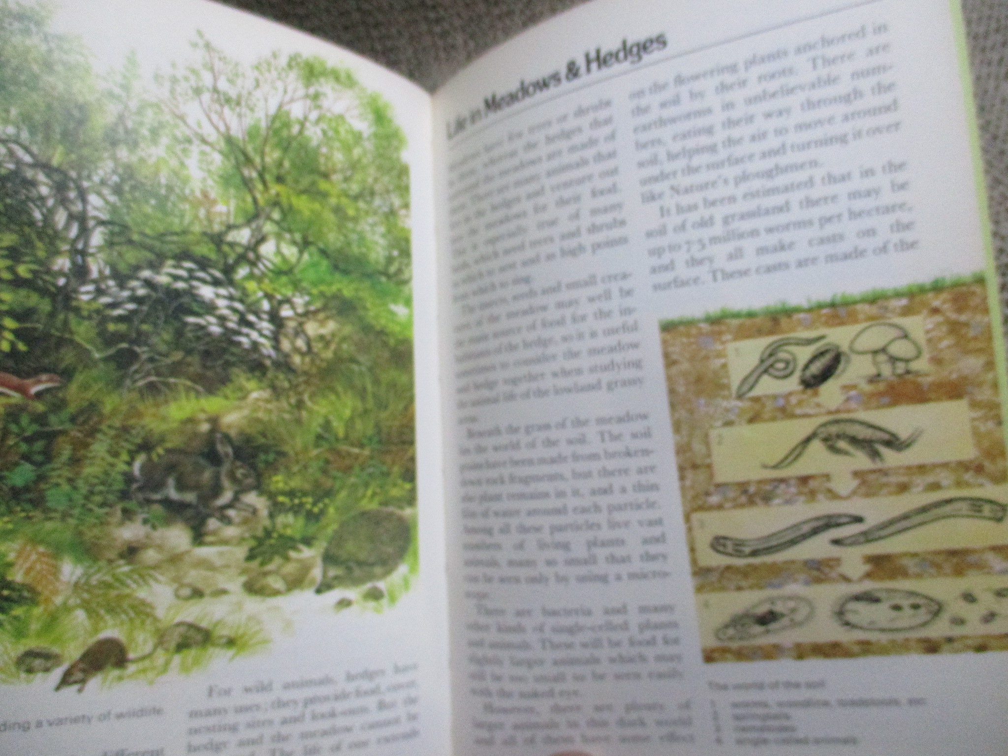 The Young Naturalist by Leonard Moore (Hardcover) / HAMLYN