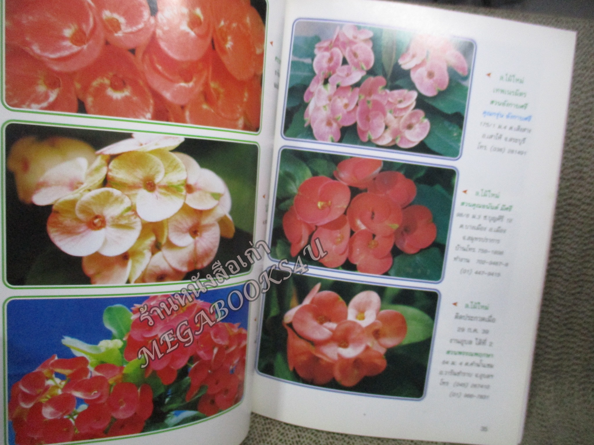 นิตยสารประกายเซียน คู่มือการปลูกโป๊ยเซียน ฉบับที่02 ปี2539 (มือสอง) (สภาพ85-95%)