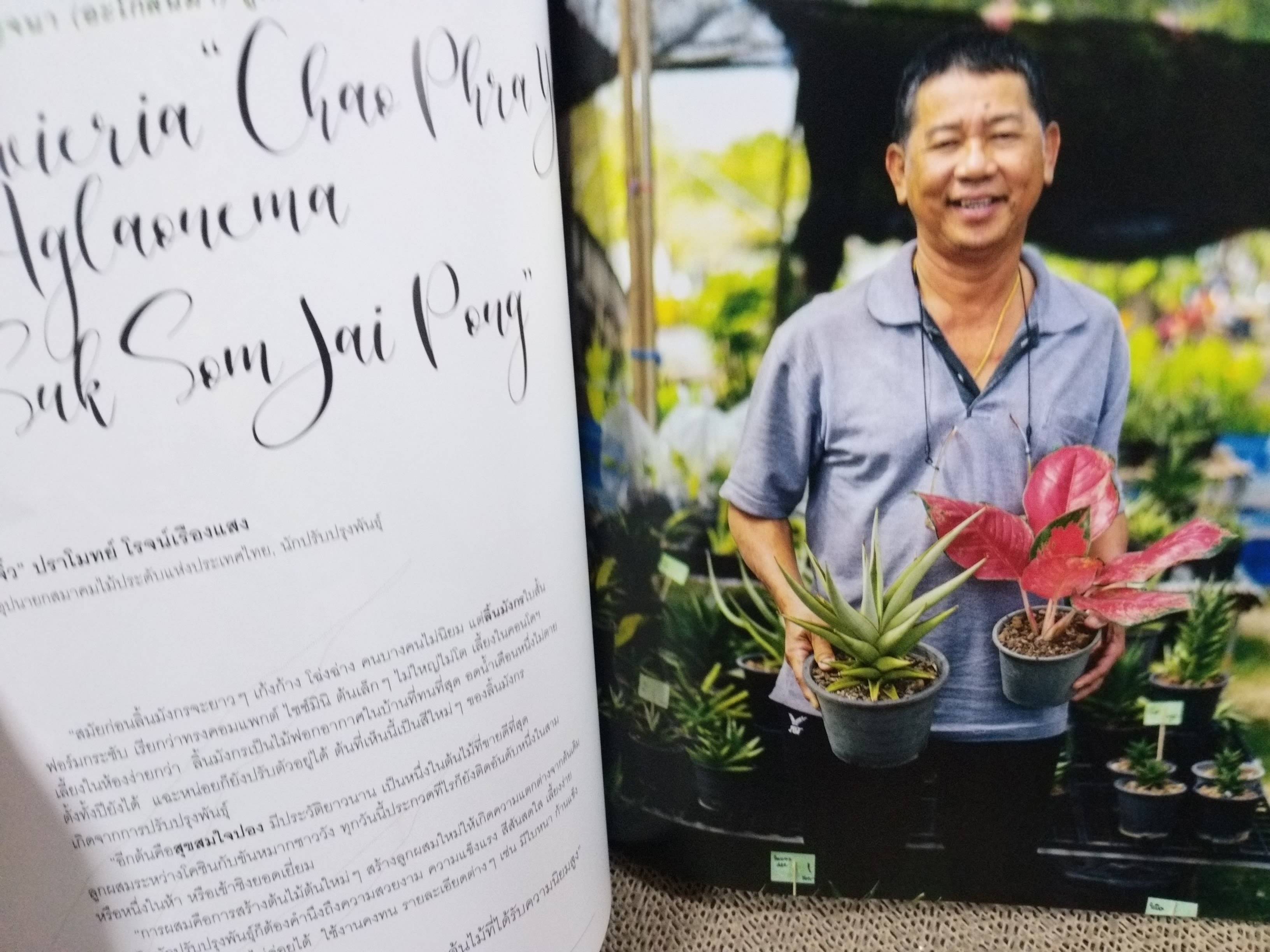 นิตยสารสารคดี ฉบับที่431 ปี2564 ไม้ใบที่รัก / ม่าเมี่ยว มนุษย์ประหลาด /