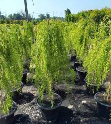 ห่ลิวออสเตรเลีย