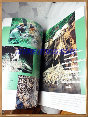 นิตยสารสารคดี ฉบับที่163 กันยายน 2541 ปีที่14 ข้าวไทย,สิกข์,เห็ดโคน,ภาพข่าวโลก1998